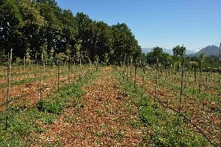 oliveto con impianto di irrigazione